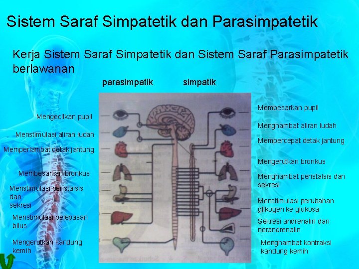 Sistem Saraf Simpatetik dan Parasimpatetik Kerja Sistem Saraf Simpatetik dan Sistem Saraf Parasimpatetik berlawanan
