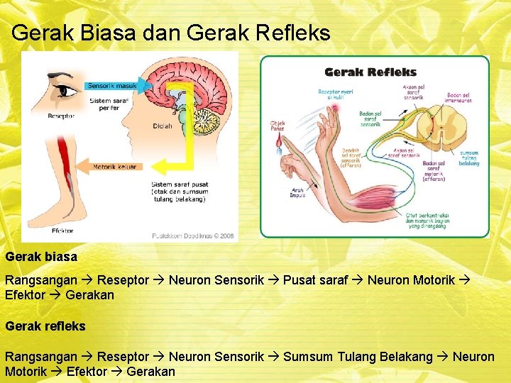Gerak Biasa dan Gerak Refleks Gerak biasa Rangsangan Reseptor Neuron Sensorik Pusat saraf Neuron