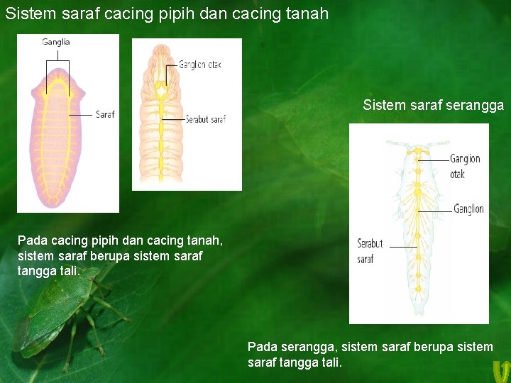 Sistem saraf cacing pipih dan cacing tanah Sistem saraf serangga Pada cacing pipih dan