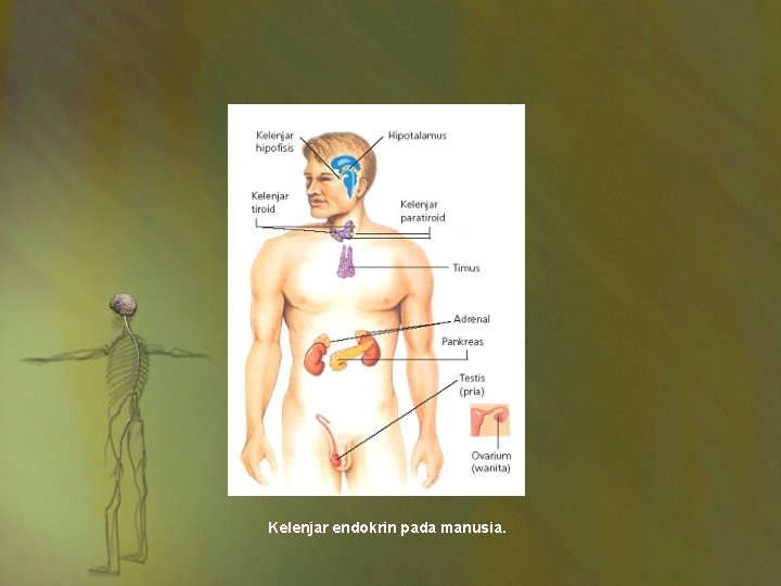 Kelenjar endokrin pada manusia. 