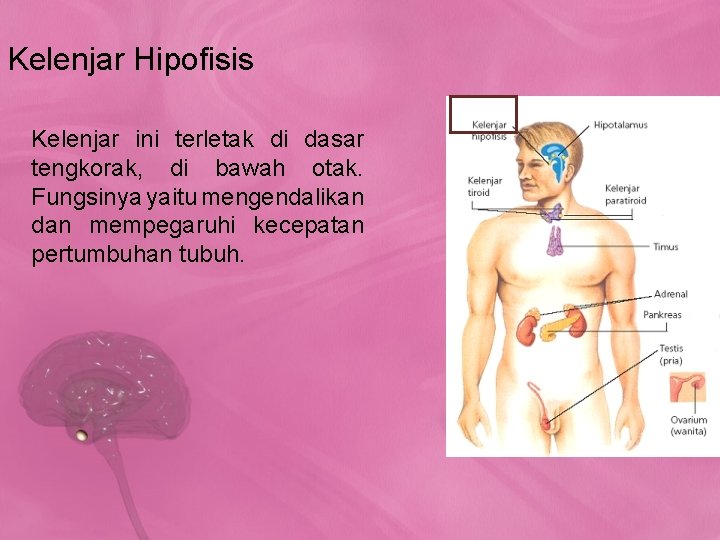 Kelenjar Hipofisis Kelenjar ini terletak di dasar tengkorak, di bawah otak. Fungsinya yaitu mengendalikan