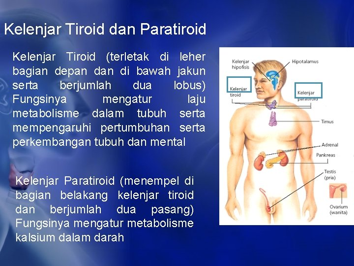 Kelenjar Tiroid dan Paratiroid Kelenjar Tiroid (terletak di leher bagian depan di bawah jakun