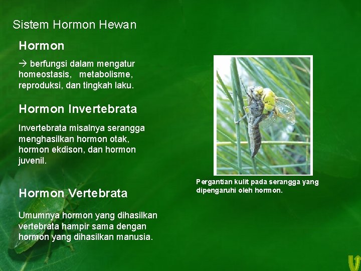 Sistem Hormon Hewan Hormon berfungsi dalam mengatur homeostasis, metabolisme, reproduksi, dan tingkah laku. Hormon