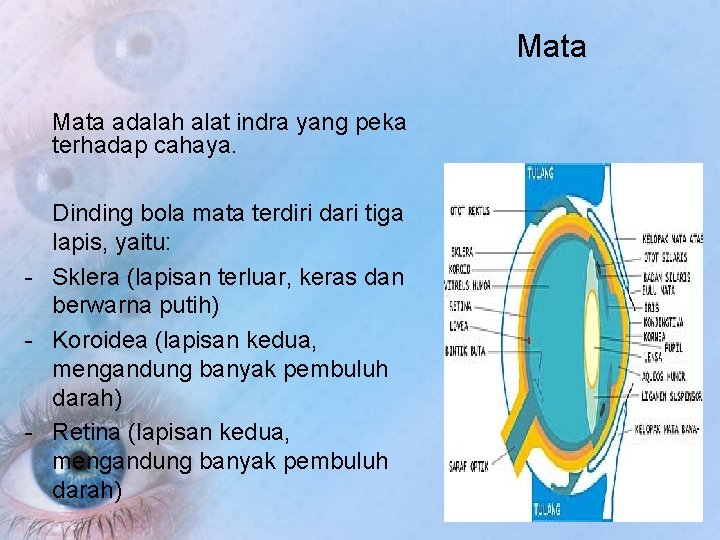 Mata adalah alat indra yang peka terhadap cahaya. Dinding bola mata terdiri dari tiga