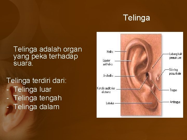Telinga adalah organ yang peka terhadap suara. Telinga terdiri dari: - Telinga luar -