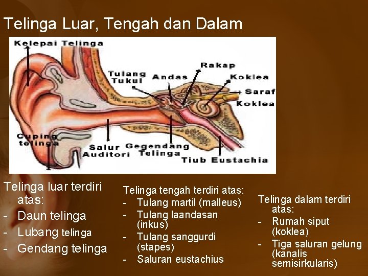 Telinga Luar, Tengah dan Dalam Telinga luar terdiri atas: - Daun telinga - Lubang