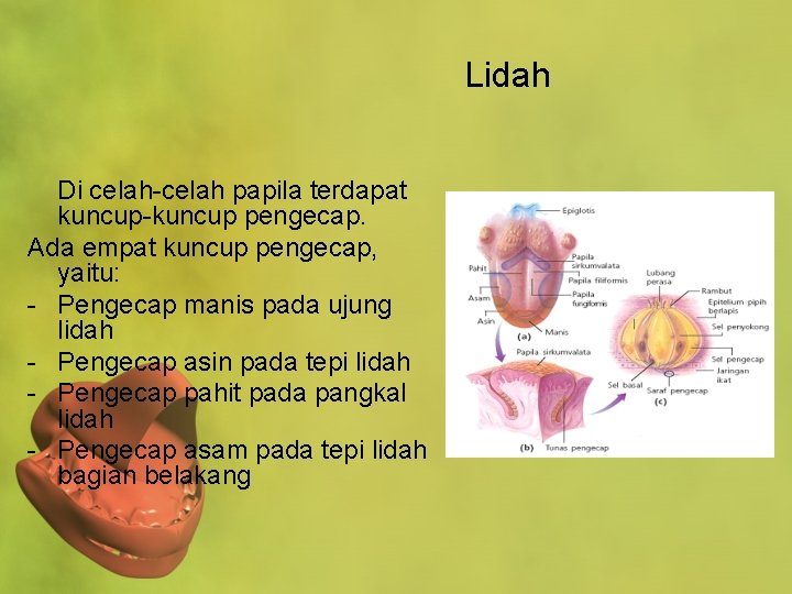 Lidah Di celah-celah papila terdapat kuncup-kuncup pengecap. Ada empat kuncup pengecap, yaitu: - Pengecap