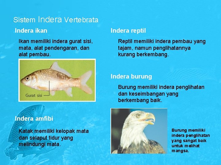 Sistem Indera Vertebrata Indera ikan Ikan memiliki indera gurat sisi, mata, alat pendengaran, dan