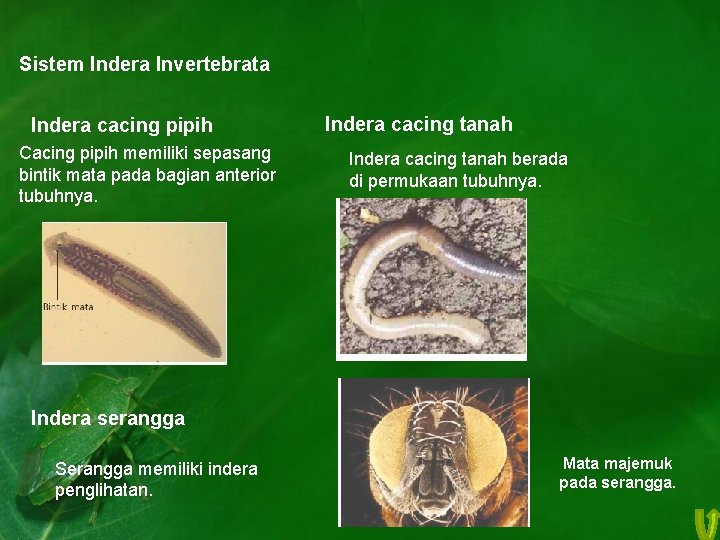 Sistem Indera Invertebrata Indera cacing pipih Cacing pipih memiliki sepasang bintik mata pada bagian