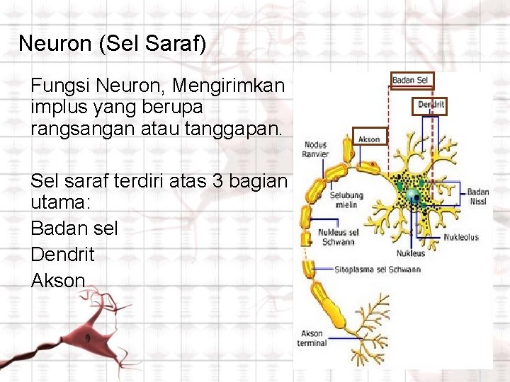 Neuron (Sel Saraf) Fungsi Neuron, Mengirimkan implus yang berupa rangsangan atau tanggapan. Sel saraf