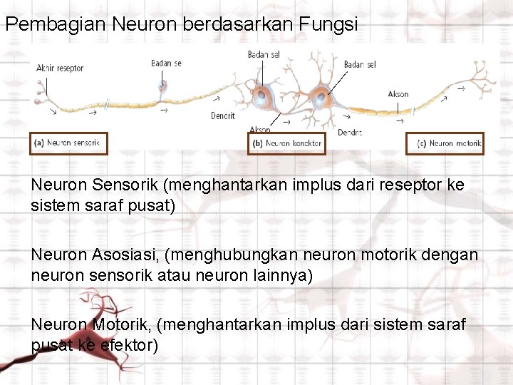 Pembagian Neuron berdasarkan Fungsi Neuron Sensorik (menghantarkan implus dari reseptor ke sistem saraf pusat)