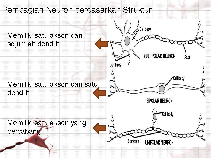 Pembagian Neuron berdasarkan Struktur Memiliki satu akson dan sejumlah dendrit Memiliki satu akson dan