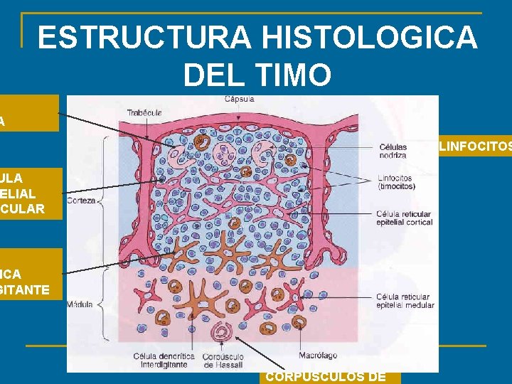 ESTRUCTURA HISTOLOGICA DEL TIMO A LINFOCITOS ULA ELIAL CULAR ICA GITANTE CORPUSCULOS DE 