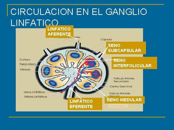 CIRCULACION EN EL GANGLIO LINFATICO AFERENTE SENO SUBCAPSULAR SENO INTERFOLICULAR LINFATICO EFERENTE SENO MEDULAR