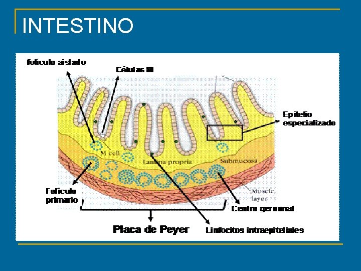 INTESTINO 