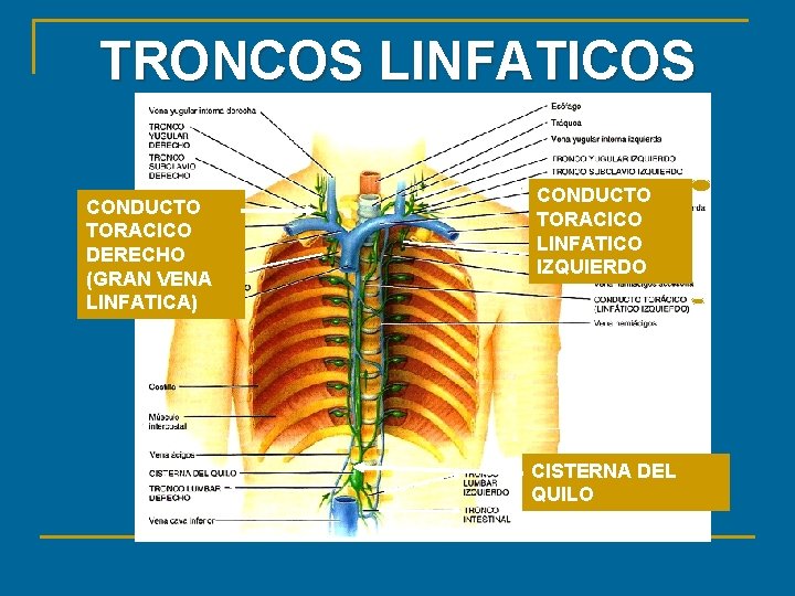 TRONCOS LINFATICOS CONDUCTO TORACICO DERECHO (GRAN VENA LINFATICA) CONDUCTO TORACICO LINFATICO IZQUIERDO CISTERNA DEL