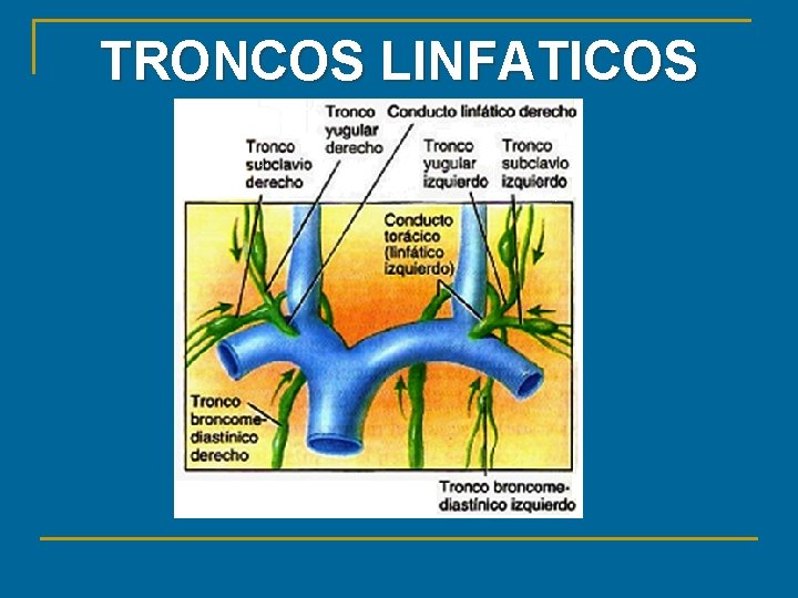 TRONCOS LINFATICOS 