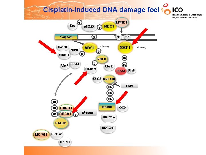 Cisplatin-induced DNA damage foci MMSET p Eya p. H 2 AX Caspase 3 p