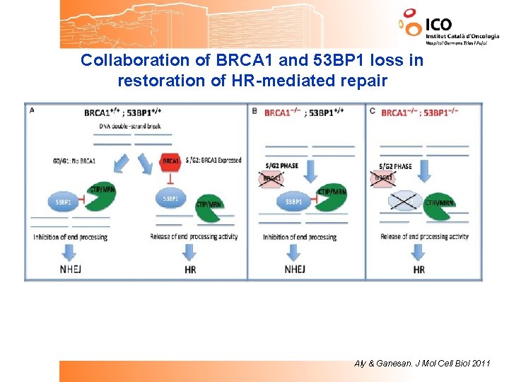 Collaboration of BRCA 1 and 53 BP 1 loss in restoration of HR-mediated repair