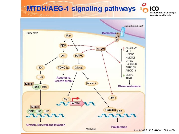 MTDH/AEG-1 signaling pathways Hu et al. Clin Cancer Res 2009 