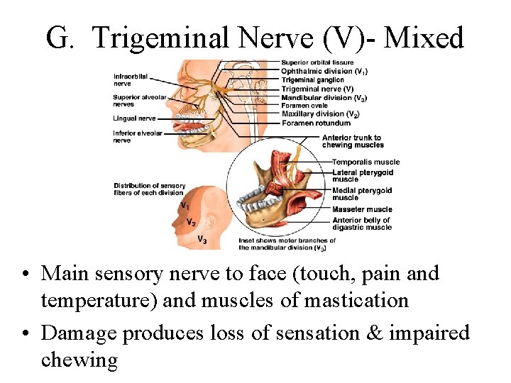 G. Trigeminal Nerve (V)- Mixed • Main sensory nerve to face (touch, pain and