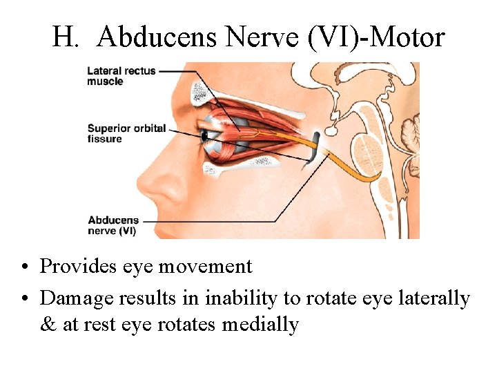 H. Abducens Nerve (VI)-Motor • Provides eye movement • Damage results in inability to