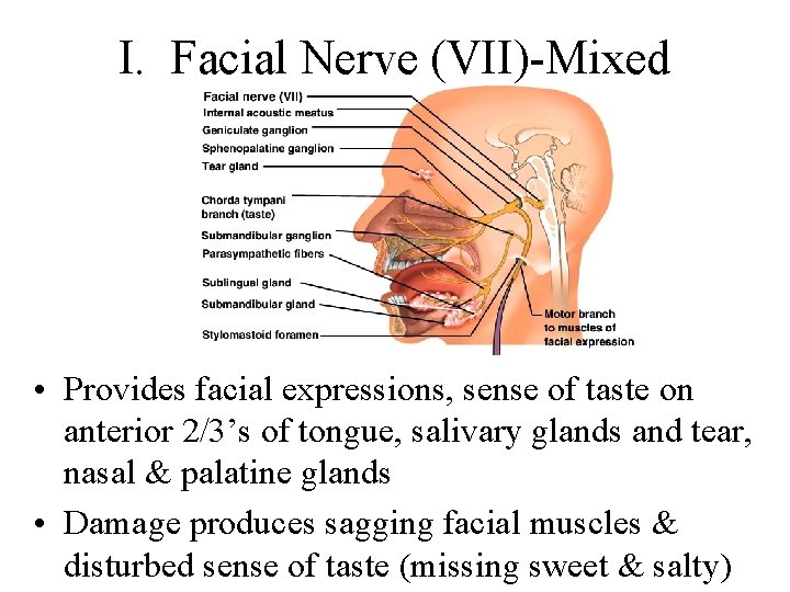 I. Facial Nerve (VII)-Mixed • Provides facial expressions, sense of taste on anterior 2/3’s