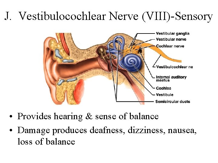J. Vestibulocochlear Nerve (VIII)-Sensory • Provides hearing & sense of balance • Damage produces
