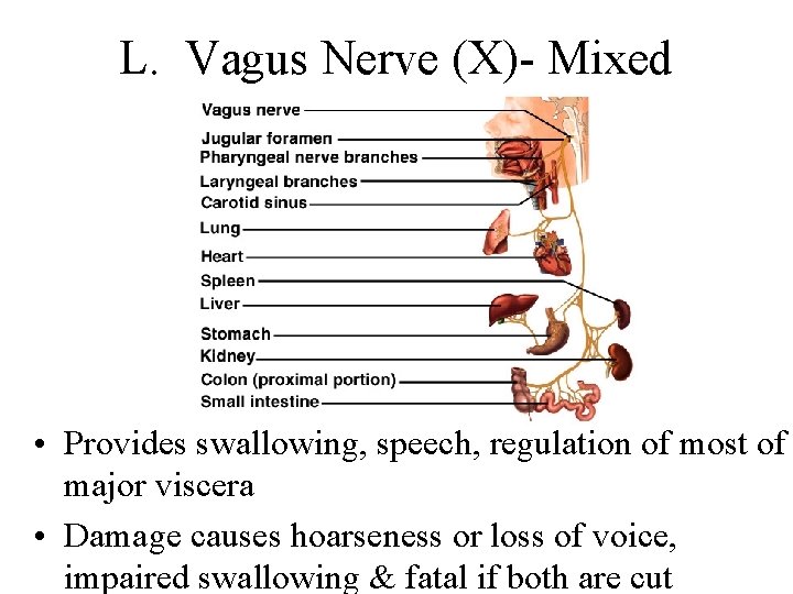 L. Vagus Nerve (X)- Mixed • Provides swallowing, speech, regulation of most of major