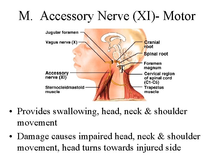 M. Accessory Nerve (XI)- Motor • Provides swallowing, head, neck & shoulder movement •