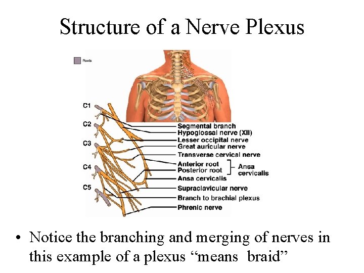Structure of a Nerve Plexus • Notice the branching and merging of nerves in
