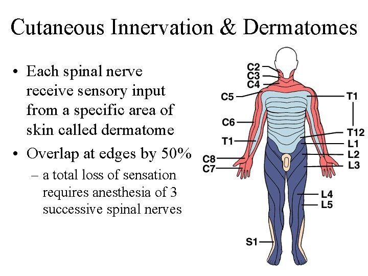 Cutaneous Innervation & Dermatomes • Each spinal nerve receive sensory input from a specific
