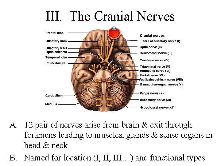 III. The Cranial Nerves A. 12 pair of nerves arise from brain & exit
