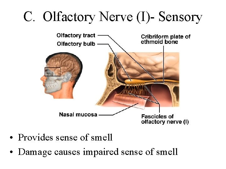 C. Olfactory Nerve (I)- Sensory • Provides sense of smell • Damage causes impaired