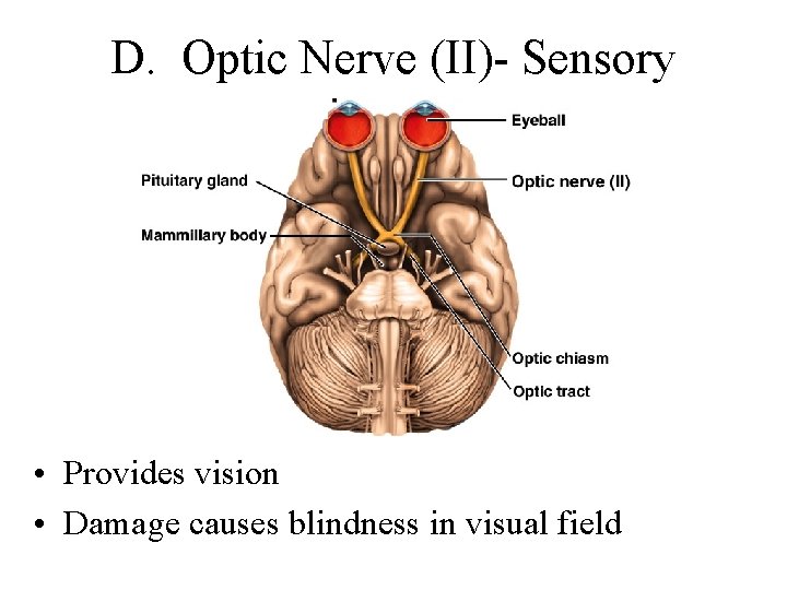 D. Optic Nerve (II)- Sensory • Provides vision • Damage causes blindness in visual
