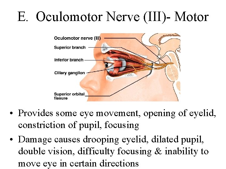 E. Oculomotor Nerve (III)- Motor • Provides some eye movement, opening of eyelid, constriction