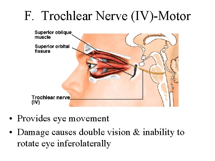 F. Trochlear Nerve (IV)-Motor • Provides eye movement • Damage causes double vision &