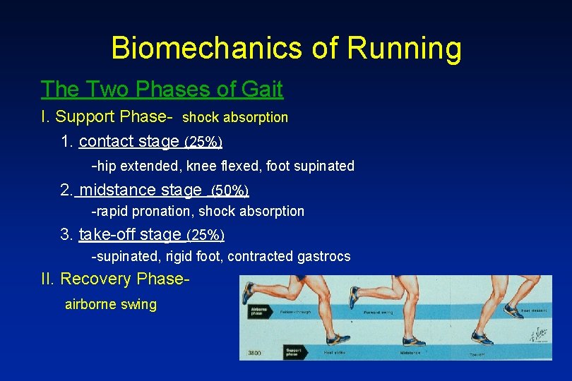 Biomechanics of Running The Two Phases of Gait I. Support Phase- shock absorption 1.