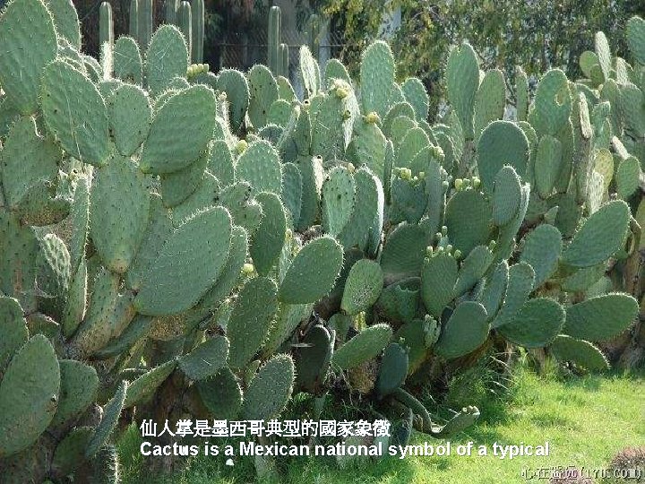 仙人掌是墨西哥典型的國家象徵 Cactus is a Mexican national symbol of a typical 