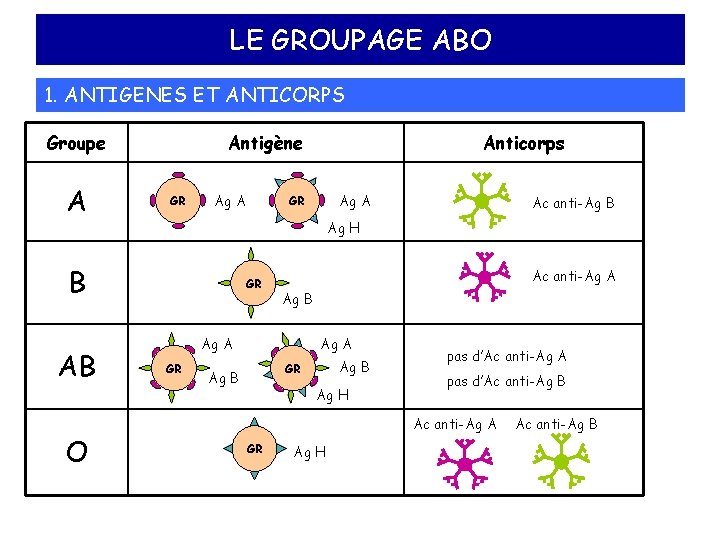 LE GROUPAGE ABO 1. ANTIGENES ET ANTICORPS Groupe A Antigène GR Ag A O