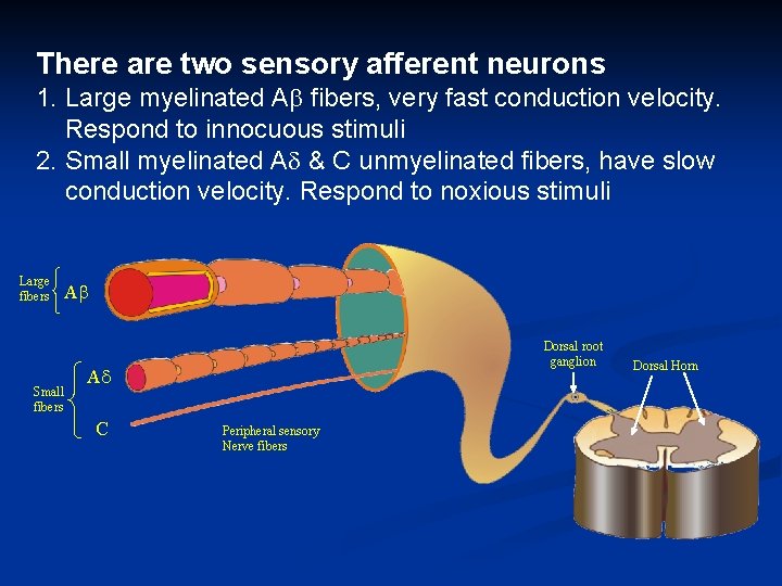 There are two sensory afferent neurons 1. Large myelinated A fibers, very fast conduction