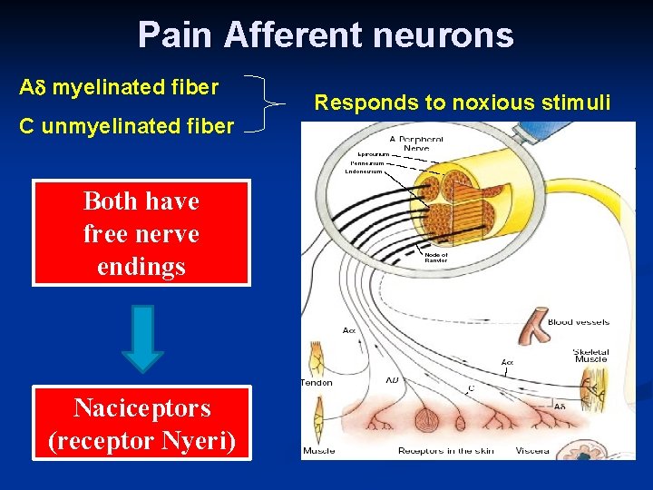 Pain Afferent neurons A myelinated fiber C unmyelinated fiber Both have free nerve endings