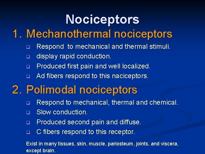Nociceptors 1. Mechanothermal nociceptors q q Respond to mechanical and thermal stimuli. display rapid
