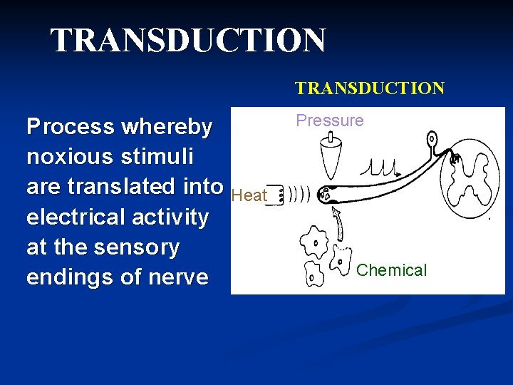 TRANSDUCTION Process whereby noxious stimuli are translated into Heat electrical activity at the sensory