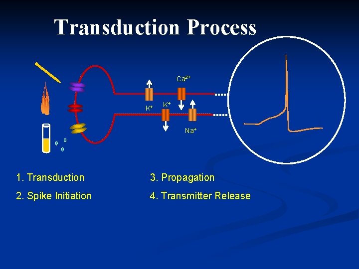 Transduction Process Ca 2+ K+ K+ Na+ 1. Transduction 3. Propagation 2. Spike Initiation