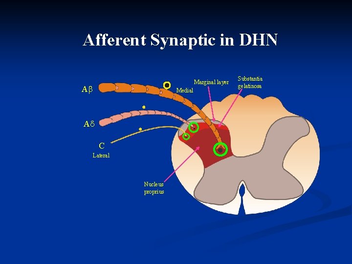 Afferent Synaptic in DHN Marginal layer A Medial A C Lateral Nucleus proprius Substantia