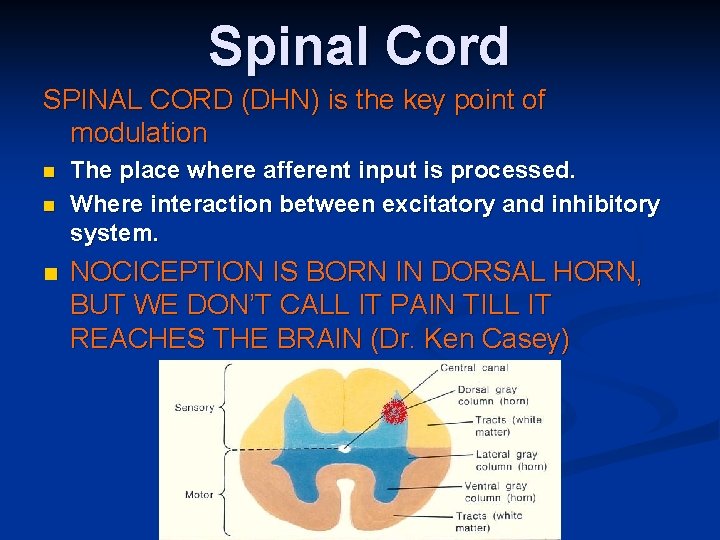 Spinal Cord SPINAL CORD (DHN) is the key point of modulation n The place