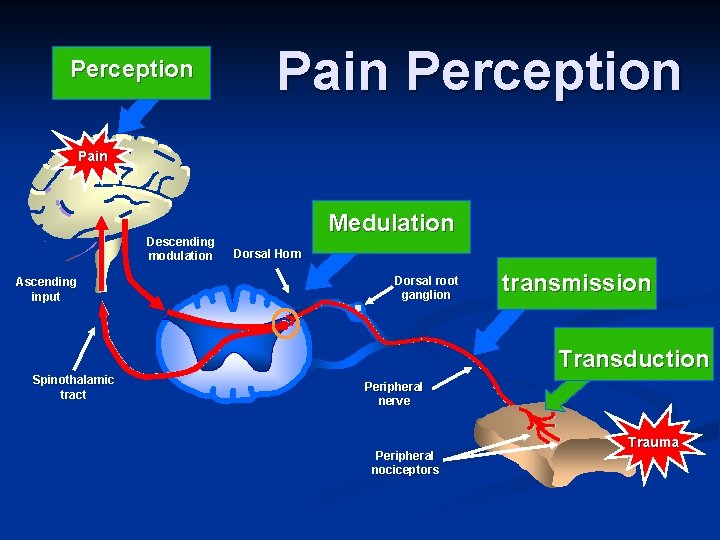 Perception Pain Descending modulation Ascending input Medulation Dorsal Horn Dorsal root ganglion transmission Transduction