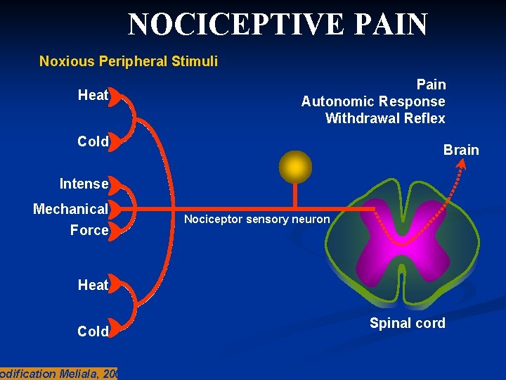 NOCICEPTIVE PAIN Noxious Peripheral Stimuli Heat Pain Autonomic Response Withdrawal Reflex Cold Brain Intense