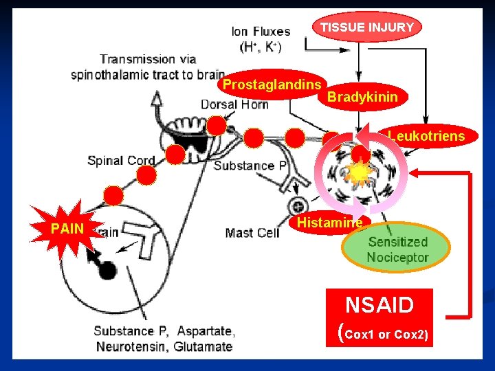 TISSUE INJURY Prostaglandins Bradykinin Leukotriens PAIN Histamine NSAID (Cox 1 or Cox 2) 